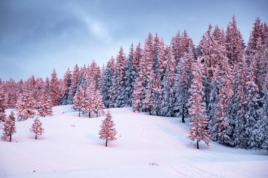 pink winter sunrise of snow covered firs - beautiful moutain landscape - Christmas backgrund