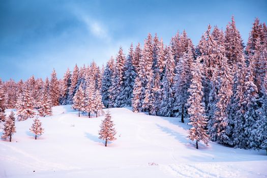 pink winter sunrise of snow covered firs - beautiful moutain landscape - Christmas backgrund