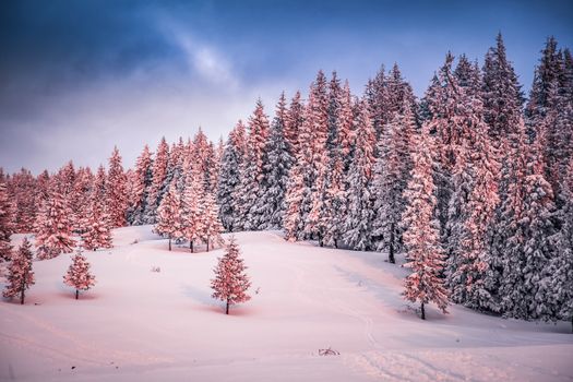 pink winter sunrise of snow covered firs - beautiful moutain landscape - Christmas backgrund