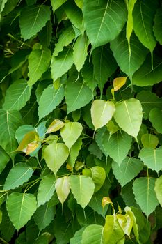 green bodhi leaves, bodhi tree