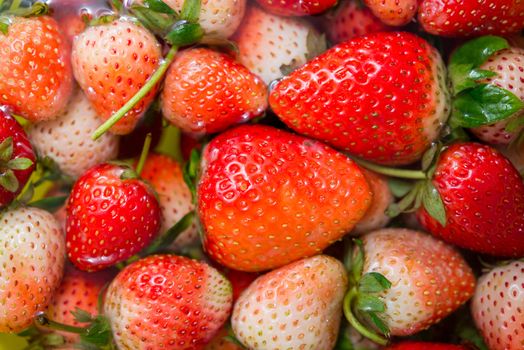 fresh red strawberry soaking in water