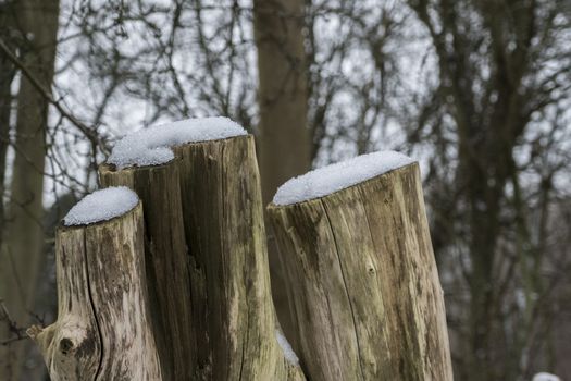 three wooden tree stumps with snow on the head in a winter forest in the Netherlands