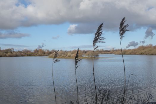 view from a viewpoint at the brede water with a pond, water plants small islands and the smoke from the europoort industry at the background