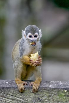 common squirrel monkey (Saimiri sciureus), Peru
