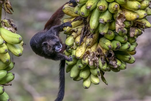 Black-mantled tamarin, Saguinus nigricollis, Peru
