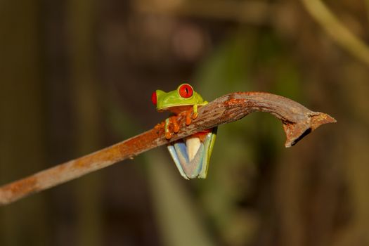 Red-eyed Tree Frog; Agalychnis callidryas; Caribbean race; animals; wildlfie; frog; amphibians; Central America; Costa Rica