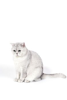 British Lorthair smoky cat isolated on white is sitting and watching.