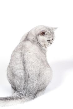 British Lorthair smoky cat isolated on white is sitting and watching.