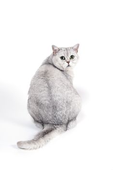 British Lorthair smoky cat isolated on white is shoked and surprised.