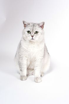 British Lorthair smoky cat isolated on white is sitting and watching.