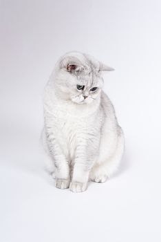 British Lorthair smoky cat isolated on white is upset and thinking and looking down.