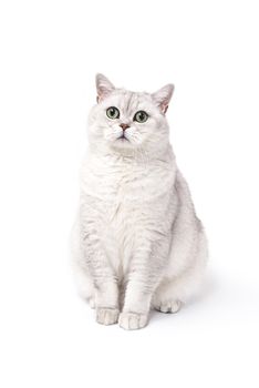 British Lorthair smoky cat isolated on white is waiting.