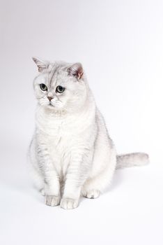 British Lorthair smoky cat isolated on white is sitting and watching.