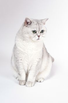 British Lorthair smoky cat isolated on white is sitting and watching.