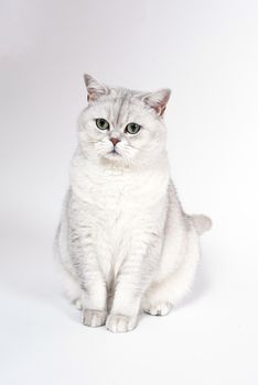 British Lorthair smoky cat isolated on white is sitting and watching.