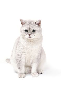 British Lorthair smoky cat isolated on white is sitting and watching.