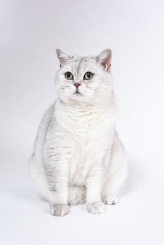 British Lorthair smoky cat isolated on white is waiting.