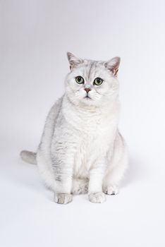 British Lorthair smoky cat isolated on white is sitting and watching.