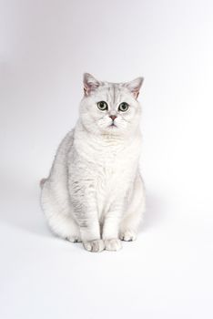 British Lorthair smoky cat isolated on white is sitting and watching.