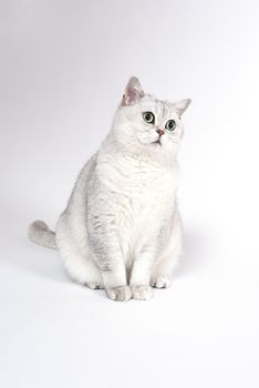 British Lorthair smoky cat isolated on white is waiting.