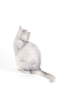 British Lorthair smoky cat isolated on white is sitting and watching on the wall turned away.