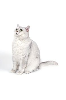 British Lorthair smoky cat isolated on white is waiting.