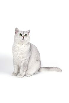 British Lorthair smoky cat isolated on white is waiting.