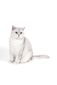 British Lorthair smoky cat isolated on white is sitting and watching.