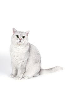 British Lorthair smoky cat isolated on white is waiting.