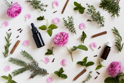 Selection of essential oils and herbs on a white background - peppermint, rose, melissa, thyme, rosemary, cinnamon, clover, thuja