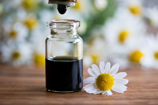 A drop of dark blue chamomile essential oil is being dropped into a bottle, with fresh chamomile flowers in the background
