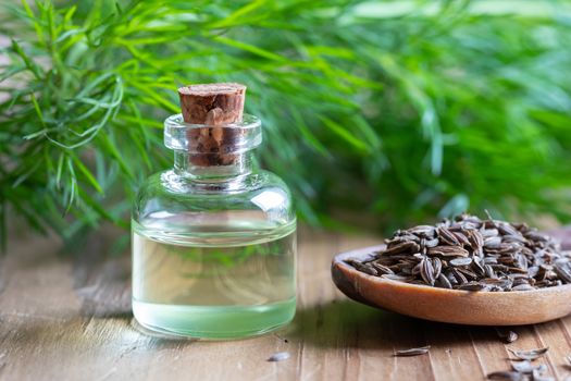 A bottle of dill seed oil with Anethum graveolens seeds and leaves