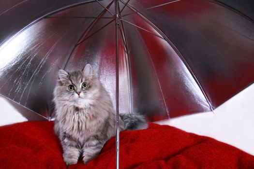 Portrait of a cute fluffy kitten sitting on a red pouf under a reflective umbrella, close-up