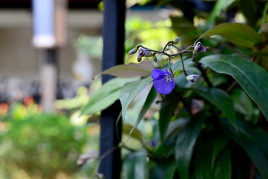 Beautiful of Violet Flower