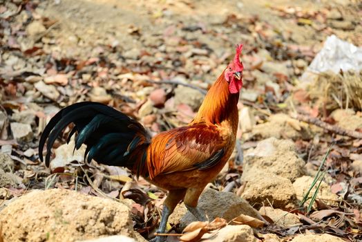The Beautiful Red Rooster walking on the ground