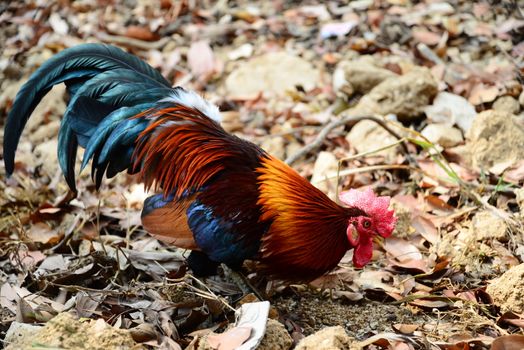 The Beautiful Red Rooster walking on the ground