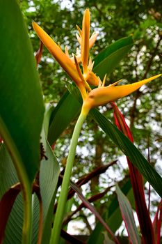 Under view of Yellow Heliconia Torch Flowers