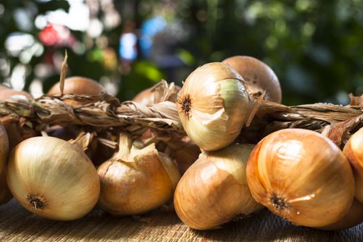 dry onion  twisted on a rural scene