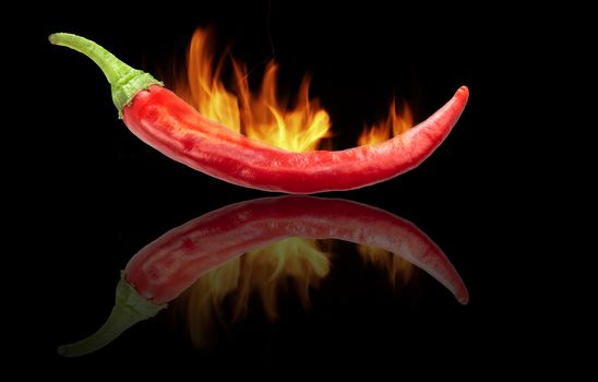 Single chili pepper isolated on black with reflection