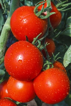 Red tomato on a plant with green leaves and rain drops
