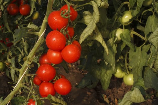 wet red tomato bunch on a plant with other green and red tomatoes in the background