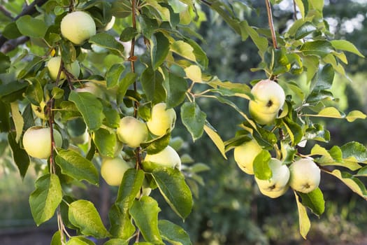 bunch of green apples hanging on a branch with leves with rain drops