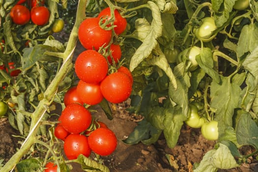 Tomato culture with red and green tomato 