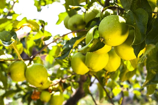 Rain drops on green apples on a apple tree branch