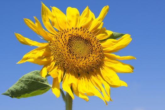 single sunflower on blue cloudless sky in the background