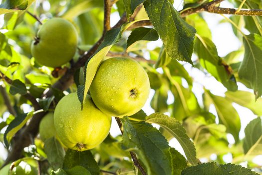 Rain drops on green apples on a apple tree branch