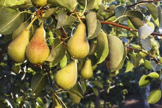 bunch of green pears hanging on a branch with leves