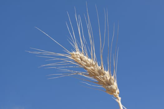 Single wheat closeup on blue cloudless sky background