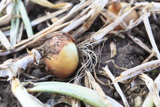 Single Dry Onion closeup in an onin field