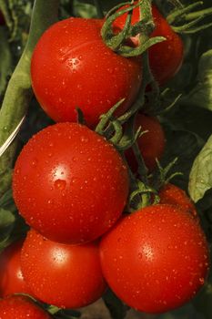  red tomato bunch on a plant with green leaves  and rain drops